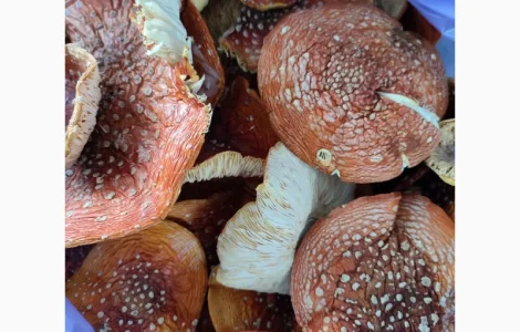 Продам Мухомор червоний королівський