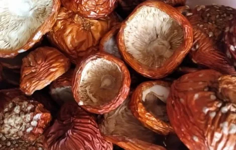 Шляпки мухомора червоного