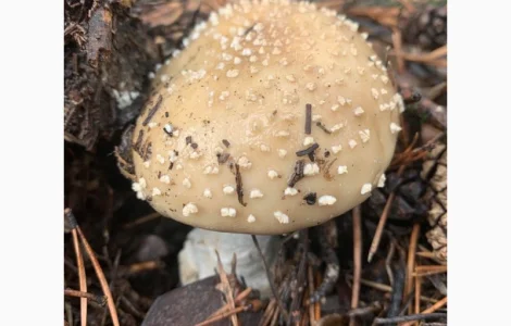 Купити мухомор