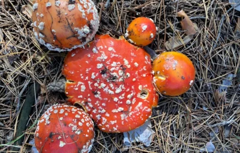 Сома з мухоморів