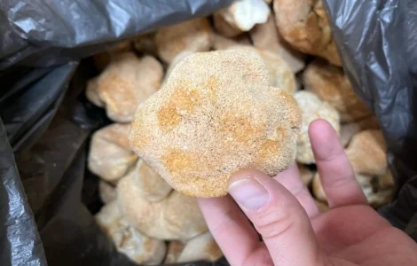 Ежовик гребінчастий