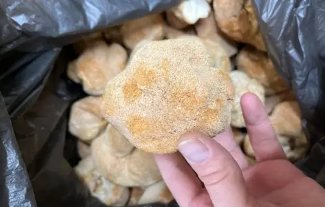 Їжовик гребінчастий на продажу