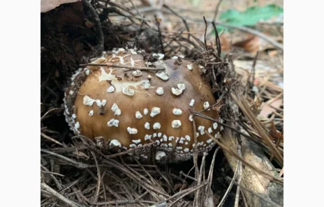 Пантерный мухомор