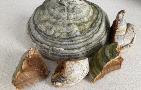 Гриби різні