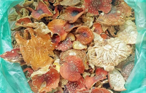 Червоний Мухомор - 2 сорт, 0, 5-1 кг. Красные мухоморы, сезон 2023 року