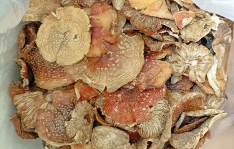 0.5 кг - 800 грн. (!) Червоний Мухомор - 2 сорт, Красные мухоморы