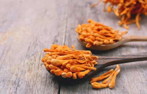 КОРДИЦЕПС МИЛИТАРИС Кордіцепс