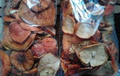 Продам мухомор червоний