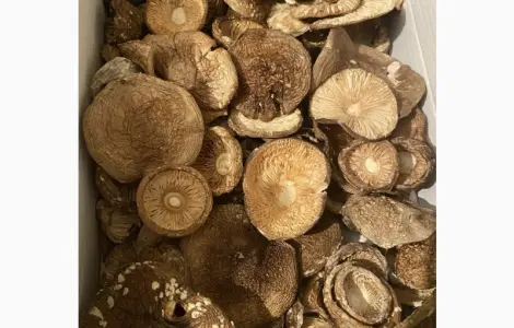 Продаж пантерного мухомора