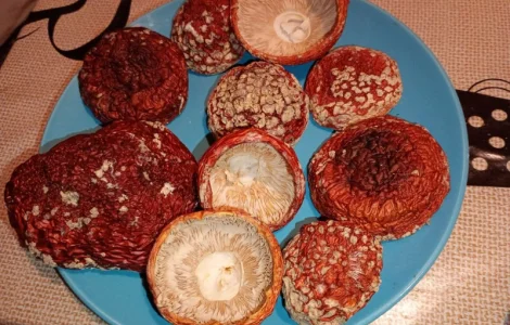 Продам закриті шляпки червоного мухамора