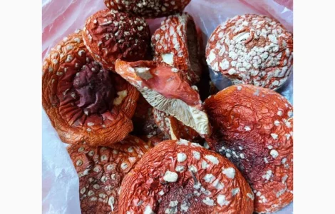 Мухомор сушений шапочки червоний 2024