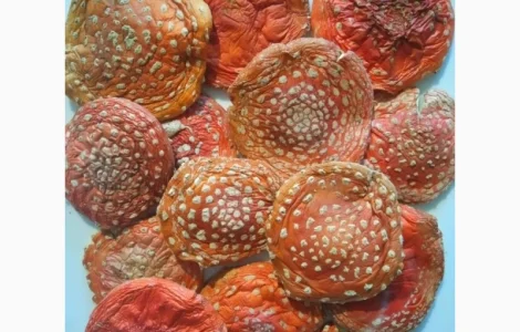 Мухомор червоний