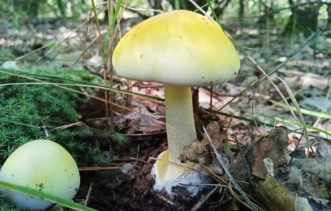 Бліда поганка (Amanita phalloides), цілі сушені гриби