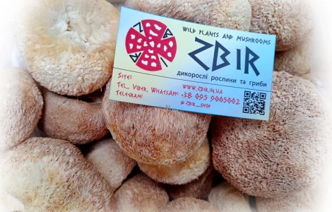 Їжовик Гребінчастий (Hericium erinaceus), цілі плоди