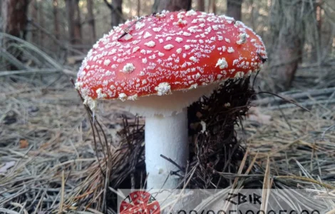 Мухомор ЧЕРВОНИЙ (Amanita Muscaria), сушені капелюшки від ZBIR. Сезон 2024