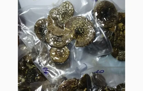 Пантерный мухомор