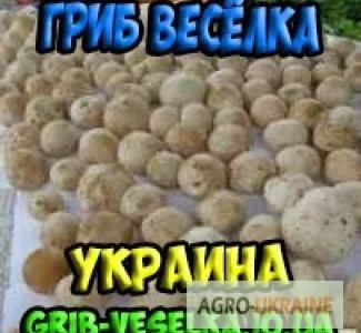 Гриб веселка 2023