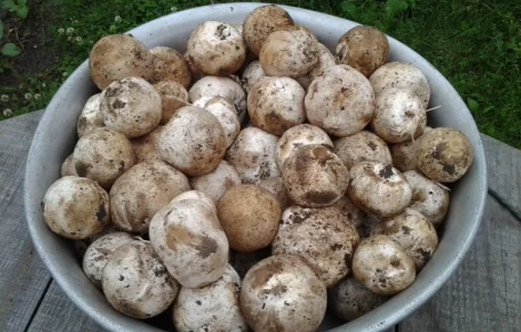 Гриб веселка 2023, березовий гриб чага, соснові шишки от инсульта