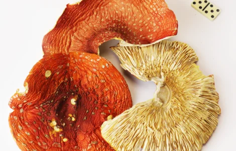 Червоний мухомор