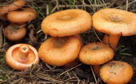 Рыжики грибы замороженные