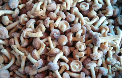 Грибы опята замороженные