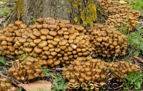 Опята грибы замороженные