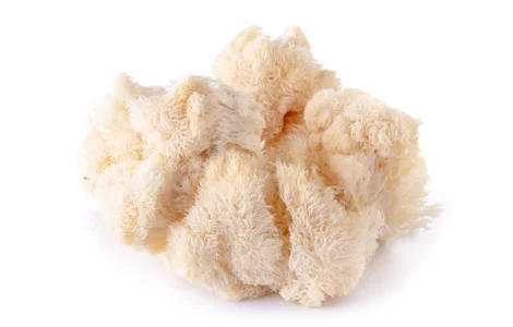 Продаємо Їжовик Гребінчастий, свіжий, від 1 кг, український виробник Savvy Foods