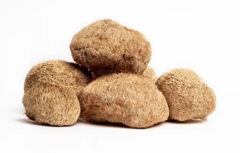 Сушеный Їжовик гребінчастий с гарантией качества