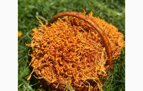 Кордицепс військовий