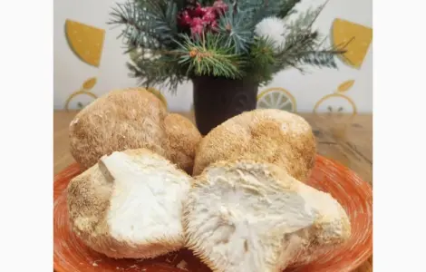 Продаю Їжовик Гребінчастий