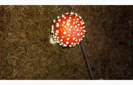 Мухомор сушений з Карпат урожай 2024