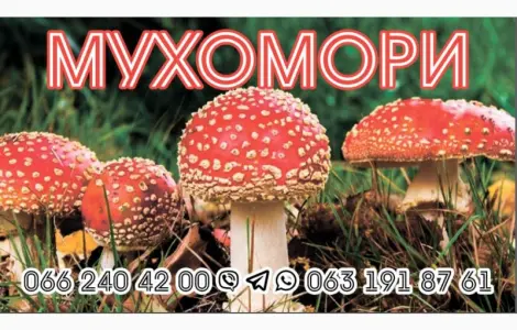 Гріб мухомор сухий шляпкі на продаж