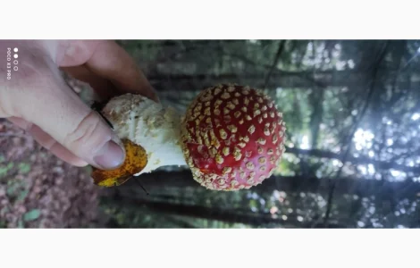 Продам Шапочки червоного мухомору зібрані у високогірї Карпат а саме в Закарпатській обл