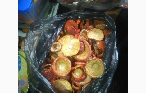 Червоні мухомори