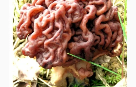 Продам настоянку строчка