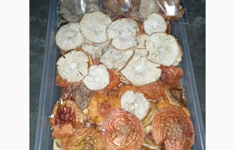 Пропонуємо сухі шляпки червоного і пантерного мухомора