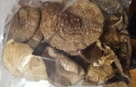 Продам сухі шляпки пантерного мухомора