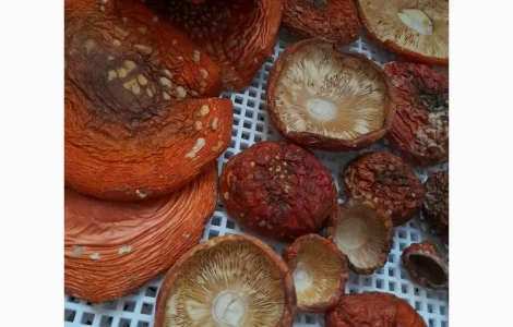 Мухомор сушений. Нерозкриті шляпки+ 1сорт