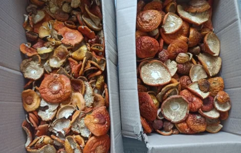 Сушений червоний мухомор