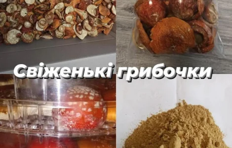 Лікувальні гриби оптом