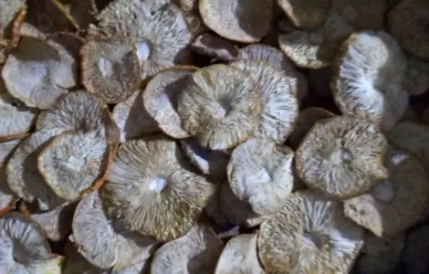 Продаю мухомор червоний сухий