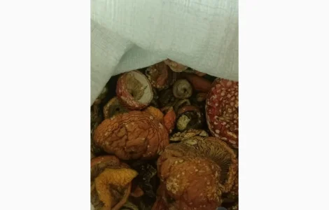 Продам мухомор сушений