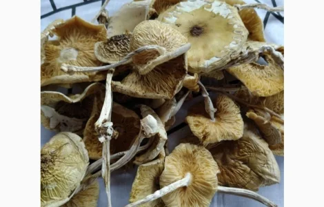 Бліда поганка