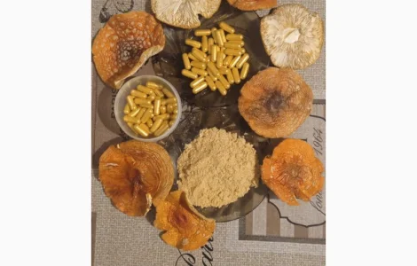 Продам шляпки червоного мухомору збір жовтень 2024 року