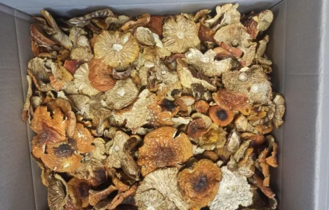 Червоні мухомори оптом