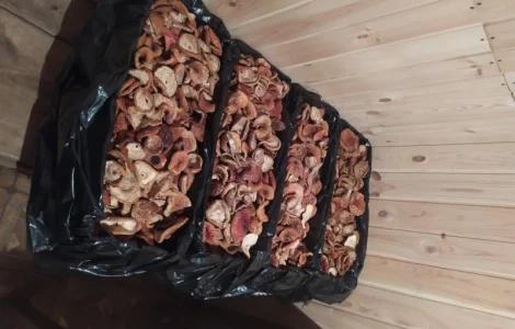 Мухоморы красные