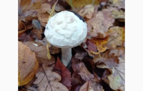 Бліда поганка сушена / Бледная поганка сушеная