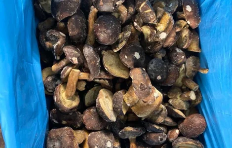 Продам заморожені польські гриби