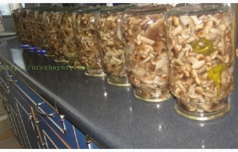 Продам мариновані маслята, опята, білий гриб, сироїжки