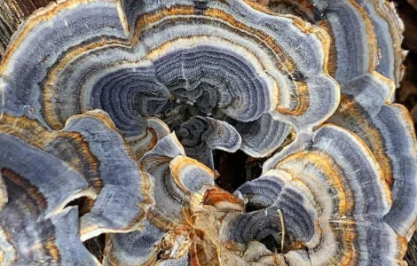 Траметес різнокольровий гриб Здоров'я та довголіття